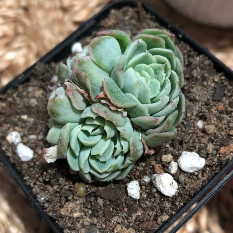 Plant image Echeveria Elegans Potosina