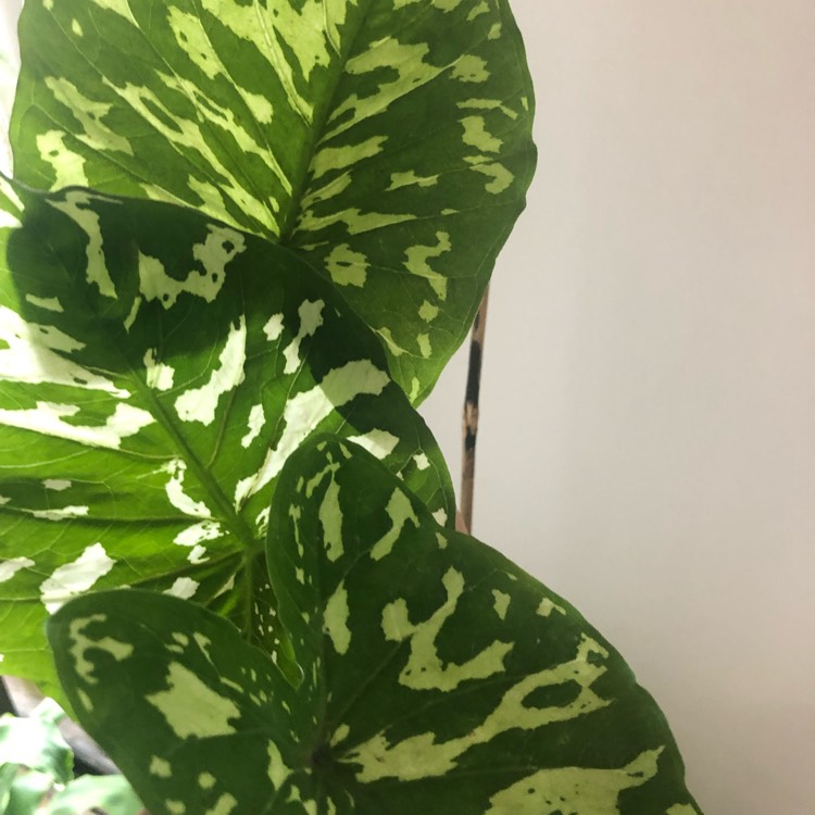 Plant image Alocasia 'Hilo Beauty'