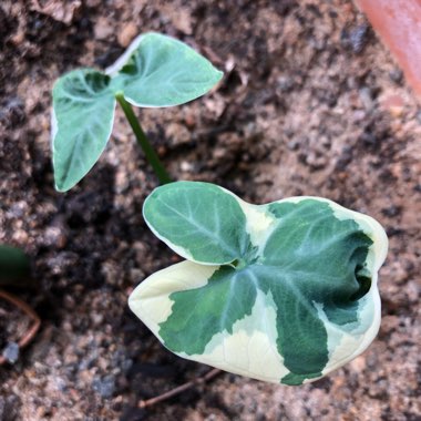 Arrow Leaf Elephant Ear 'Albo Marginata'