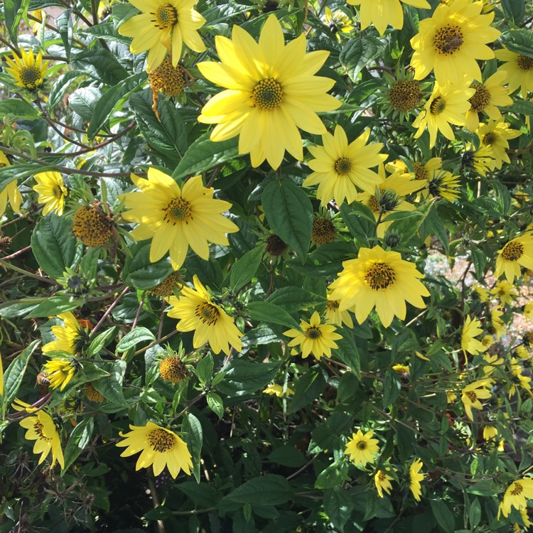 Plant image Helianthus x laetiflorus