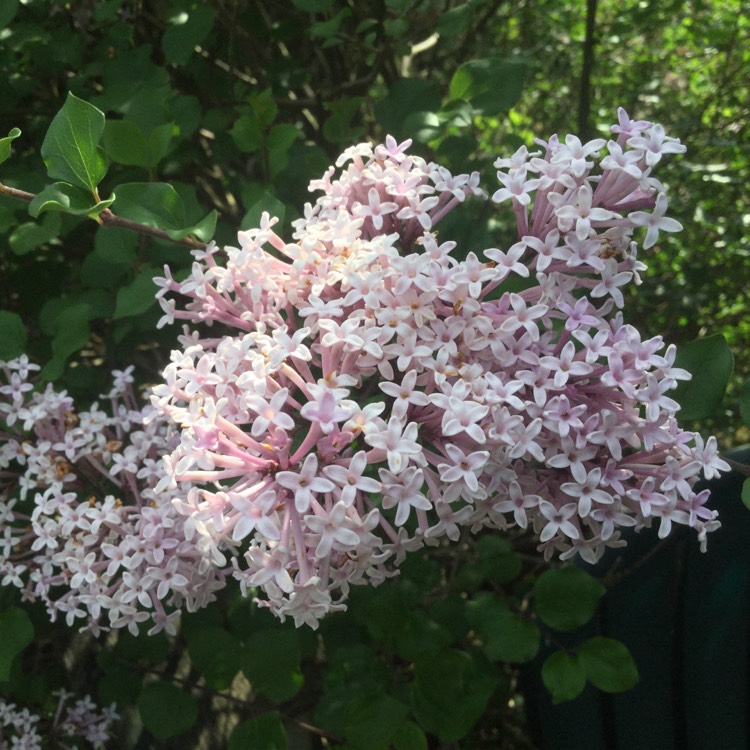 Plant image Syringa pubescens subsp. patula 'Miss Kim'