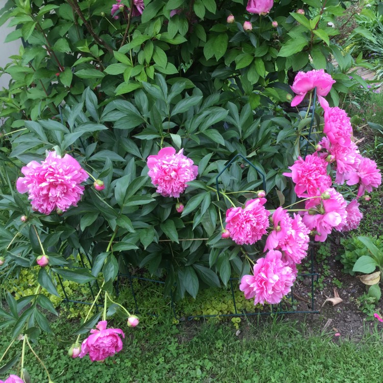 Plant image Paeonia 'Flame' syn. Paeonia lactiflora 'Flame'