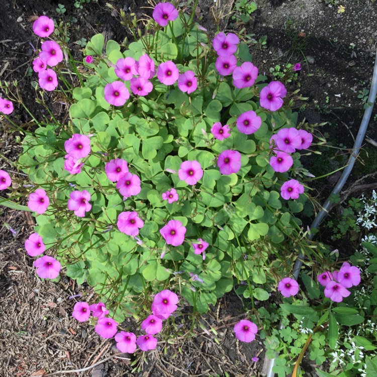 Plant image Oxalis acetosella var. rosea