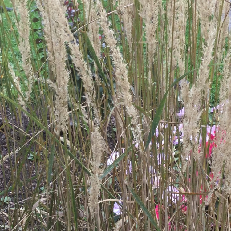 Plant image Molinia caerulea subsp. arundinacea 'Karl Foerster'