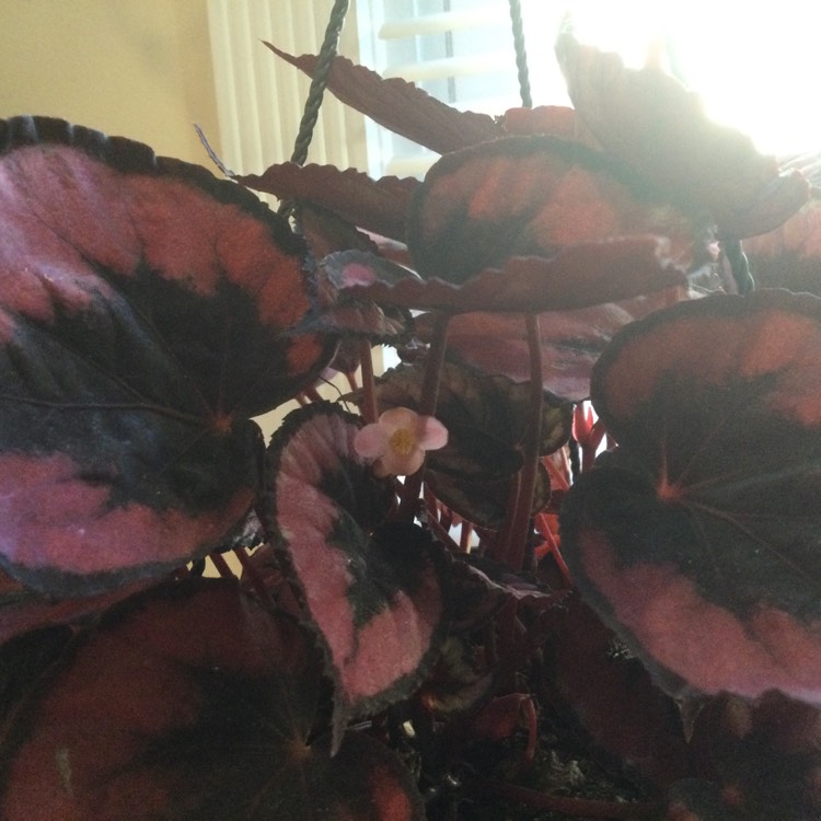 Plant image Begonia (Rex Cultorum Group) 'Flamenco' syn. Begonia rex 'Flamenco'