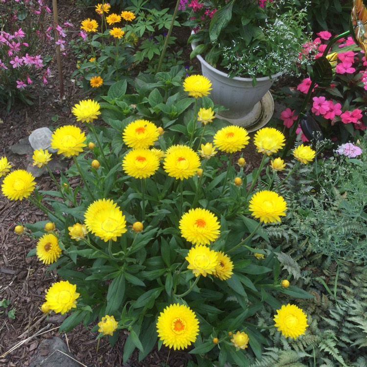 Plant image Helichrysum monstrosum