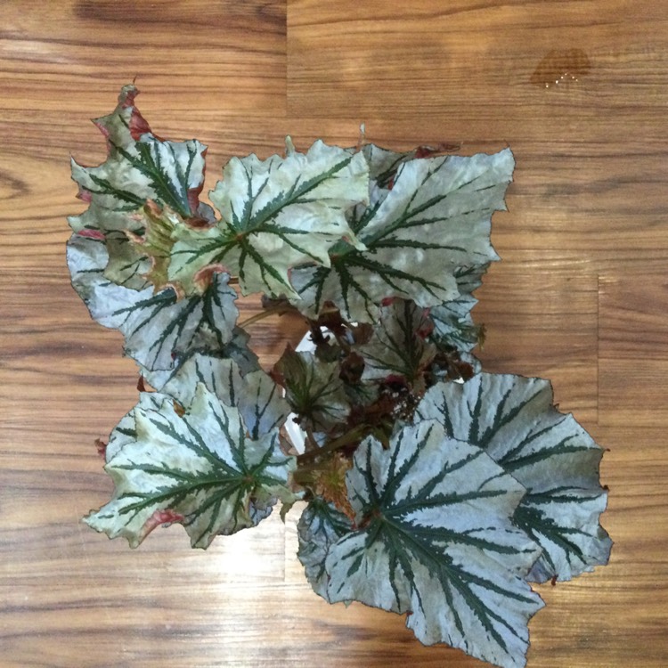 Plant image Begonia 'Looking Glass'