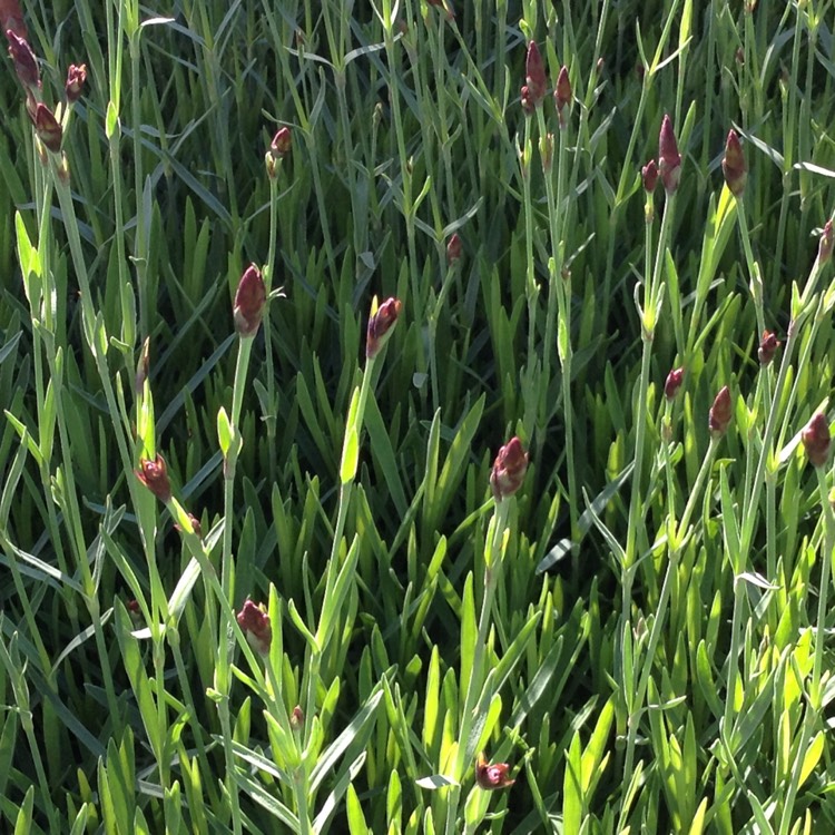 Plant image Dianthus x allwoodii 'Village Pinks Mixed'