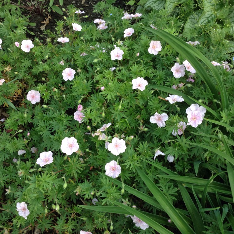 Plant image Dianthus x allwoodii 'Village Pinks Mixed'