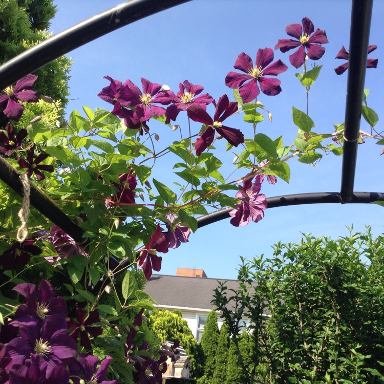 Plant image Clematis jackmanii 'Superba'