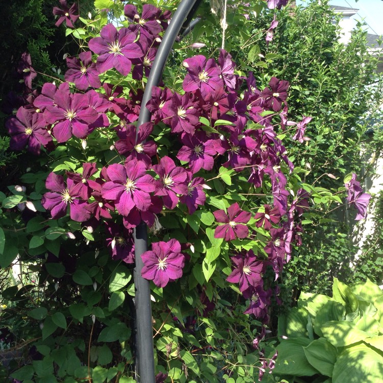 Plant image Clematis jackmanii 'Superba'