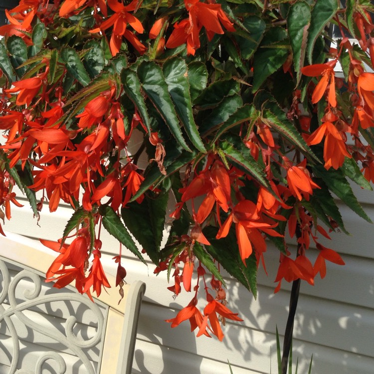 Begonia 'Bonfire', Tuberous Begonia 'Bonfire' - uploaded by @yourturn