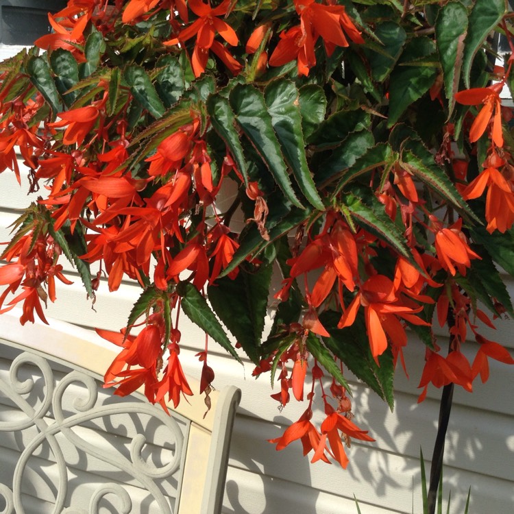 Begonia 'Bonfire', Tuberous Begonia 'Bonfire' - uploaded by @yourturn