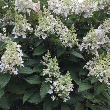 Hydrangea paniculata 'Pinky Winky'