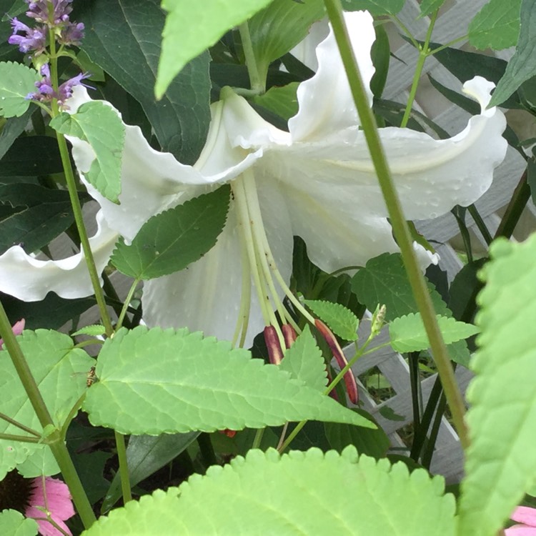 Plant image Lilium 'Casa Blanca'