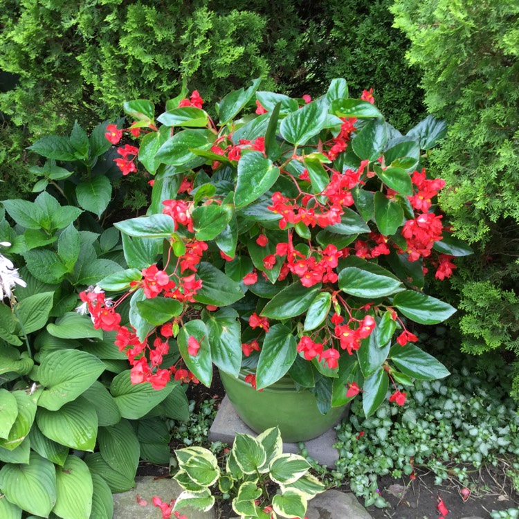 Plant image Begonia 'Pink Dragon Wing Trailing'