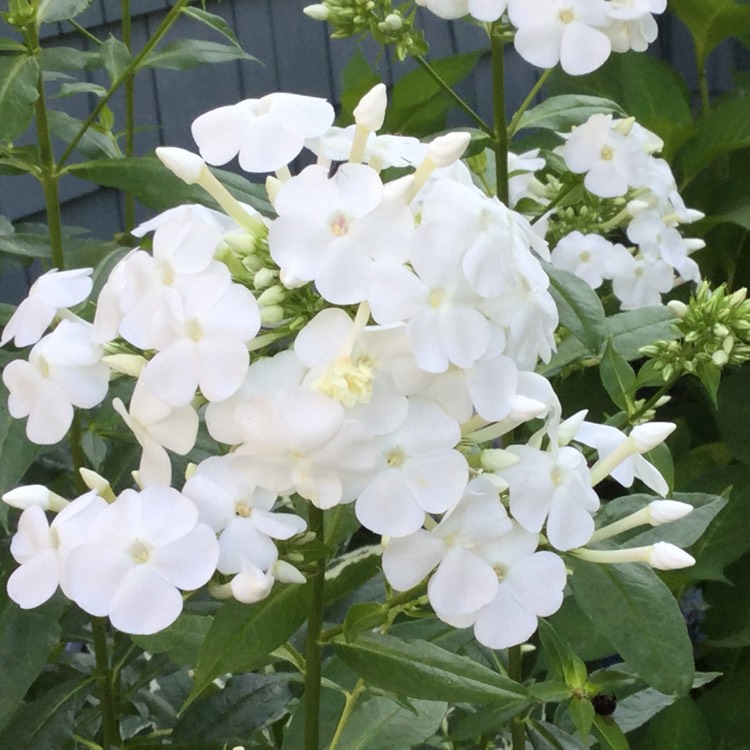 Plant image Phlox paniculata 'David'