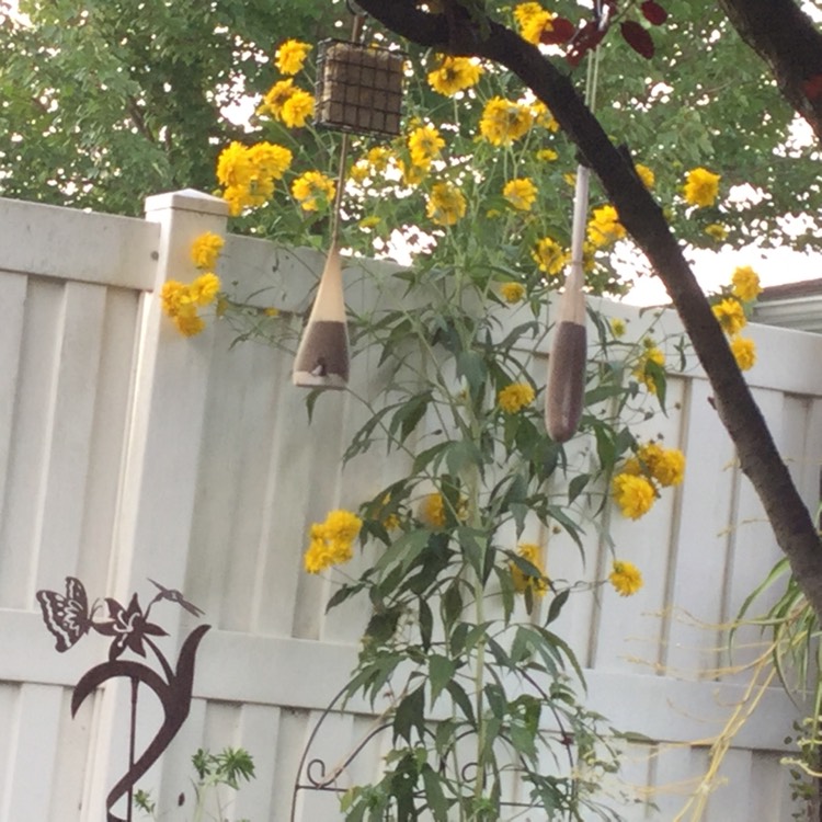 Plant image Helianthus 'Double Whammy'