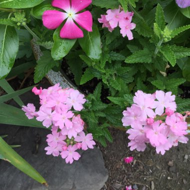 Verbena 'Aztec Orchid Magic'