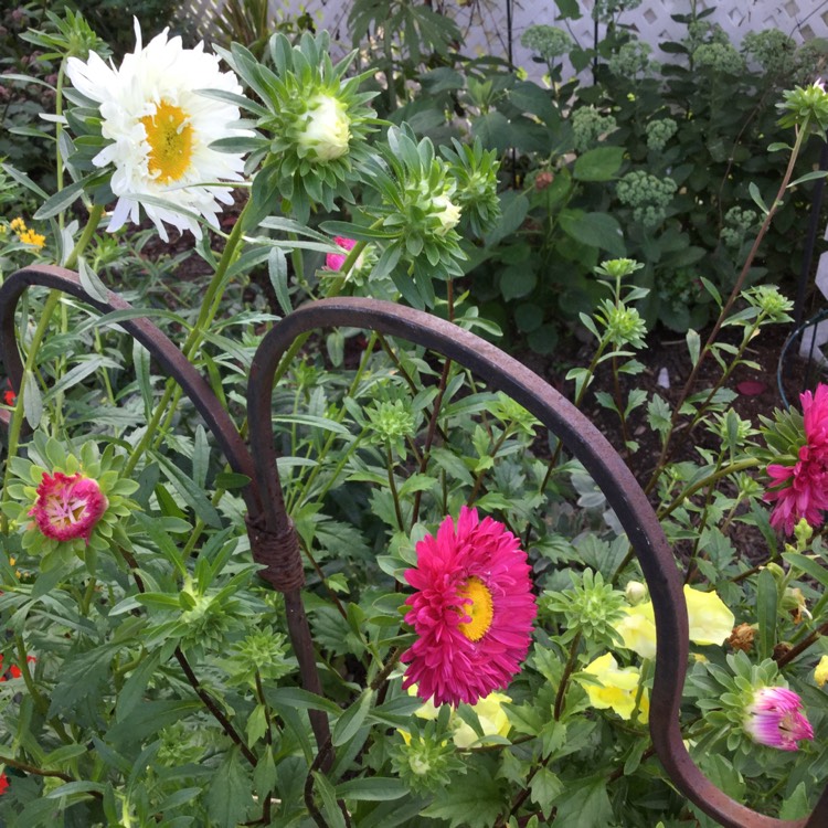 Plant image Aster 'Asteroid Mix'