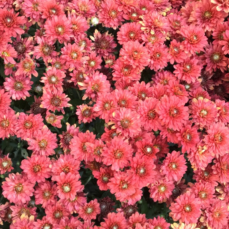 Plant image Chrysanthemum 'Bruno Bronze'