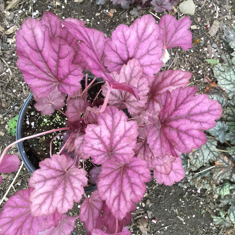 Plant image Heuchera 'Fire Alarm'