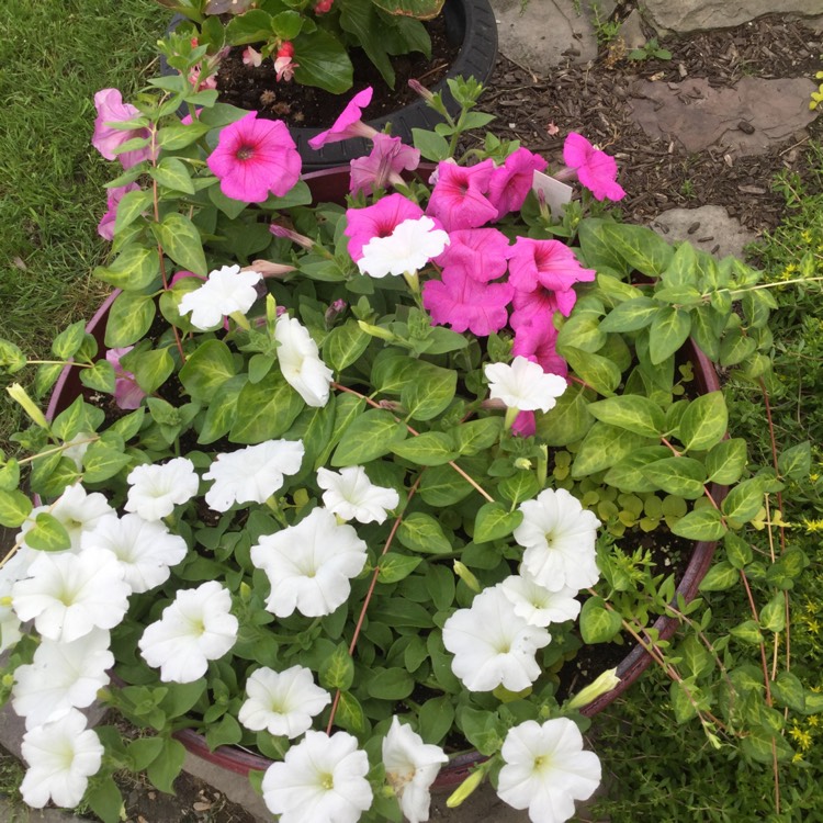 Plant image Petunia Tidal Wave 'Purple Hybrid'