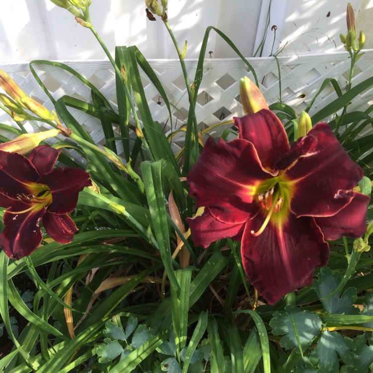 Plant image Hemerocallis 'Autumn Red'