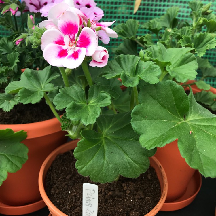 Plant image Pelargonium x hortorum