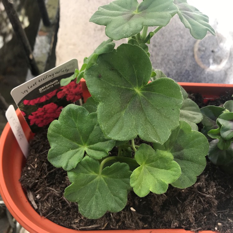 Plant image Pelargonium peltatum