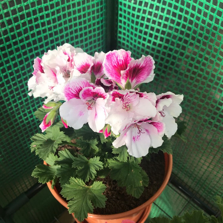 Plant image Pelargonium 'Rg8036' (Elegance Series) syn. Pelargonium 'Elegance Jeanette'