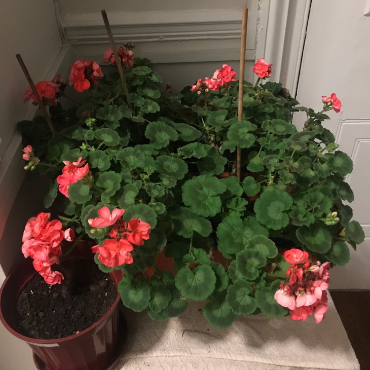 Plant image Pelargonium x hortorum