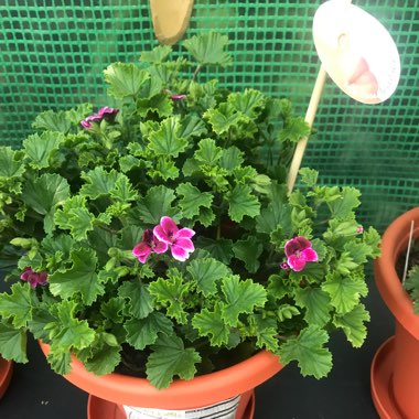 Pelargonium 'Angels Perfume'