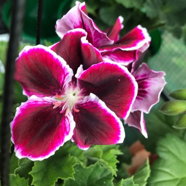 Pelargonium x domesticum