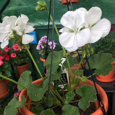 Pelargonium 'Peqz0029 (Calliope Medium Series) syn. Pelargonium 'Calliope White'