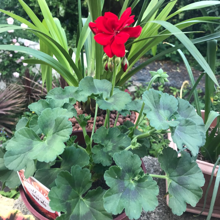 Plant image Pelargonium 'Calliope Big Red' (Calliope Big Series)