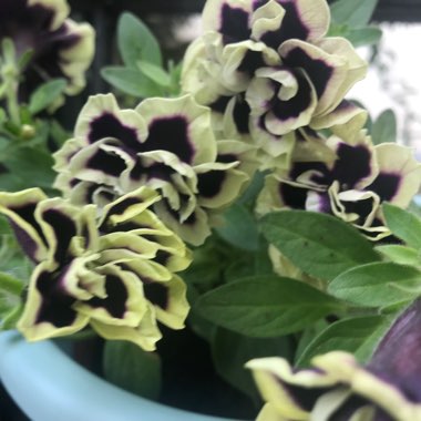 Petunia 'Midnight Gold'