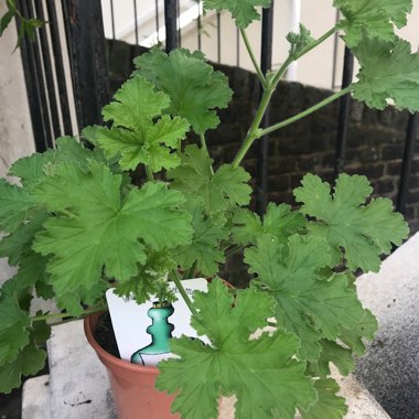 Pelargonium 'Attar of Roses'