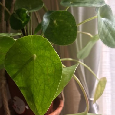 Pilea peperomioides