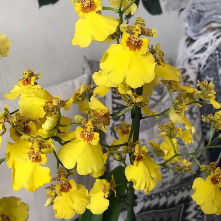 Plant image Oncidium Sphacelatum