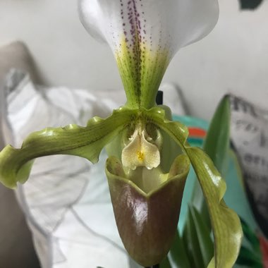 Paphiopedilum 'Leeanum'