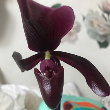 Paphiopedilum