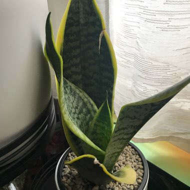 Sansevieria laurentii Trifasciata