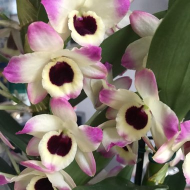 Dendrobium Nobile