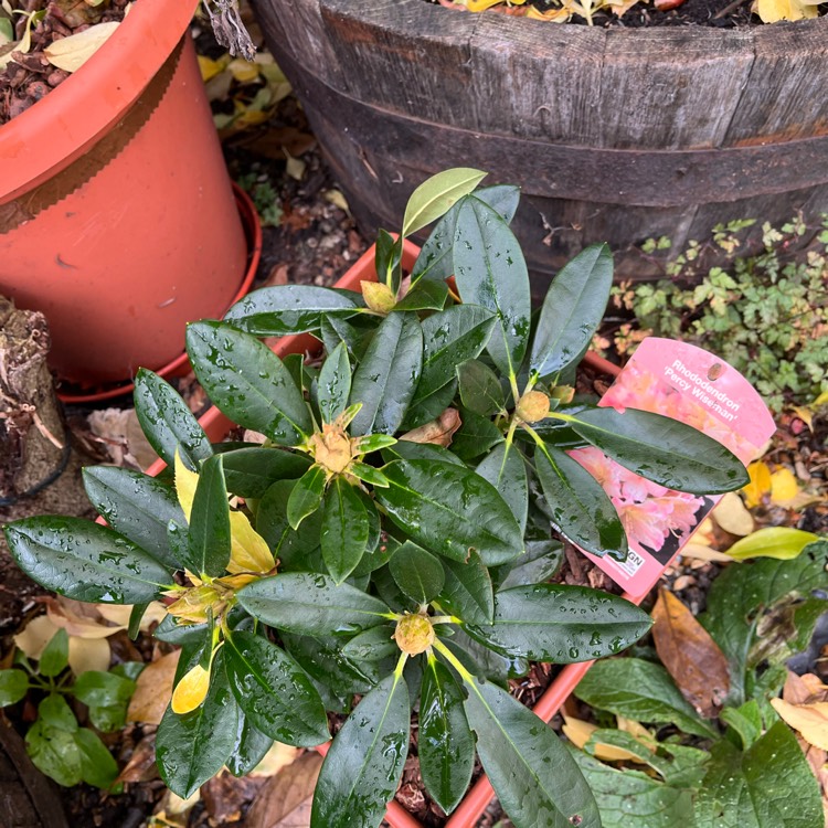 Plant image Rhododendron yakushimanum 'Percy Wiseman'