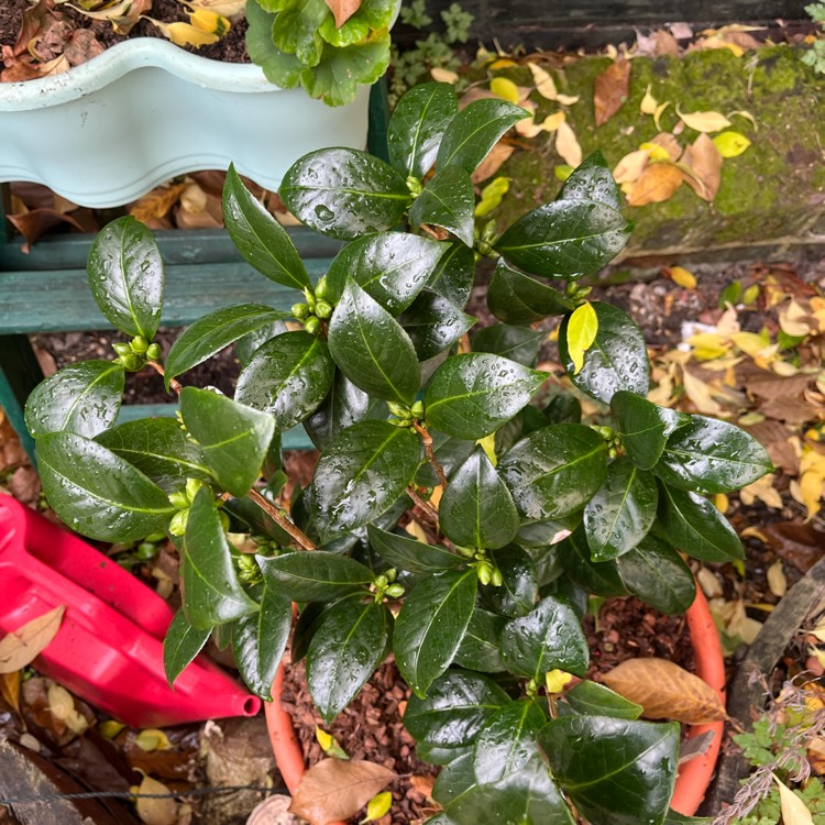 Plant image Camellia japonica 'Dahlohnega' syn. Camellia japonica 'Golden Anniversary'