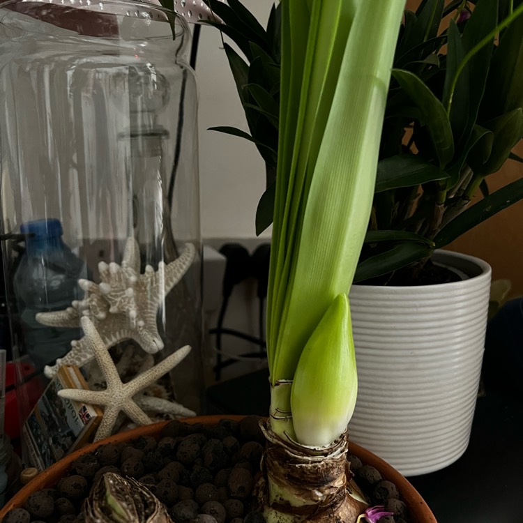 Plant image Hippeastrum (Double Galaxy Group) 'Dancing Queen'