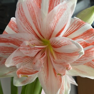 Hippeastrum (Double Galaxy Group) 'Dancing Queen'