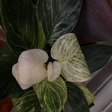 Philodendron Birkin