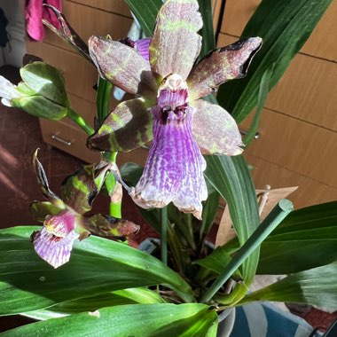 Zygopetalum